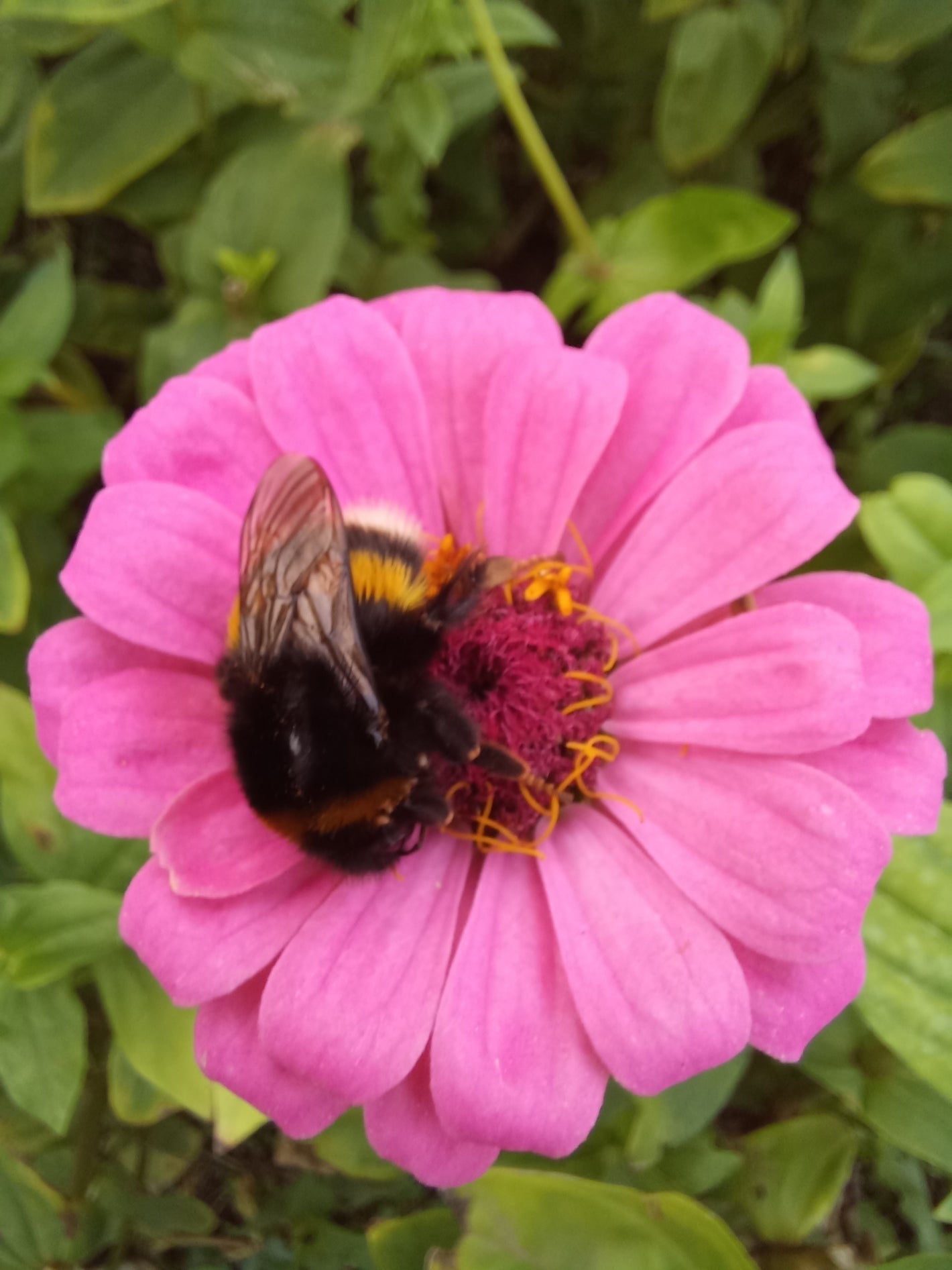 Zinnia met slapende hommel