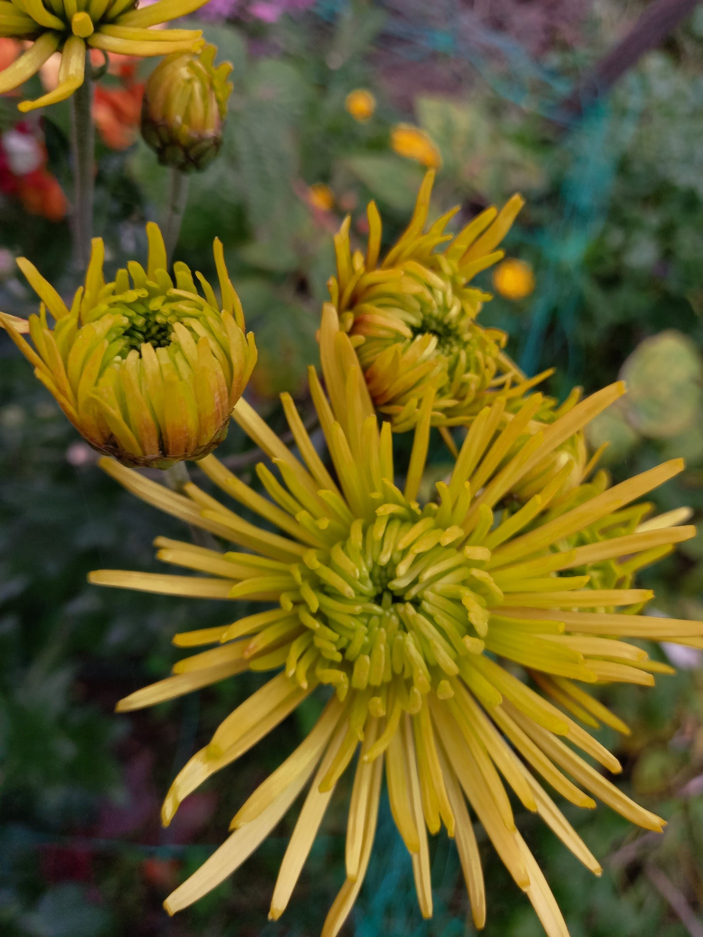 Chrysanthemum Tula Green