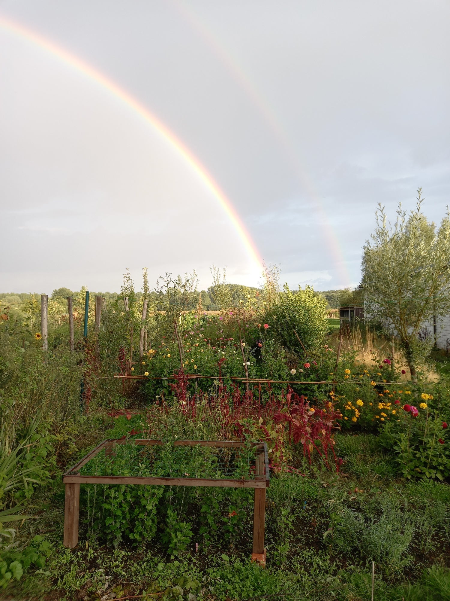 Regenboog over het Bloembaar veld in de zomer